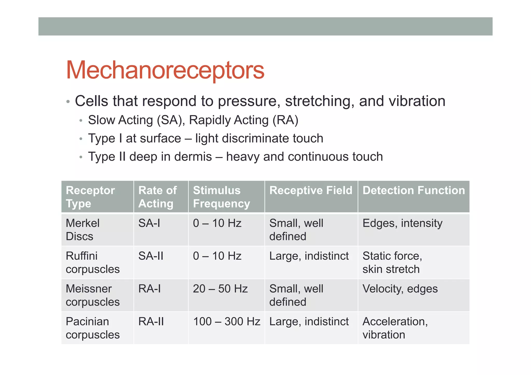 Mechanoreceptors
•  Cells that respond to pressure, stretching, and vibration
•  Slow Acting (SA), Rapidly Acting (RA)
•  Type I at surface – light discriminate touch
•  Type II deep in dermis – heavy and continuous touch
Receptor
Type
Rate of
Acting
Stimulus
Frequency
Receptive Field Detection Function
Merkel
Discs
SA-I 0 – 10 Hz Small, well
defined
Edges, intensity
Ruffini
corpuscles
SA-II 0 – 10 Hz Large, indistinct Static force,
skin stretch
Meissner
corpuscles
RA-I 20 – 50 Hz Small, well
defined
Velocity, edges
Pacinian
corpuscles
RA-II 100 – 300 Hz Large, indistinct Acceleration,
vibration
 