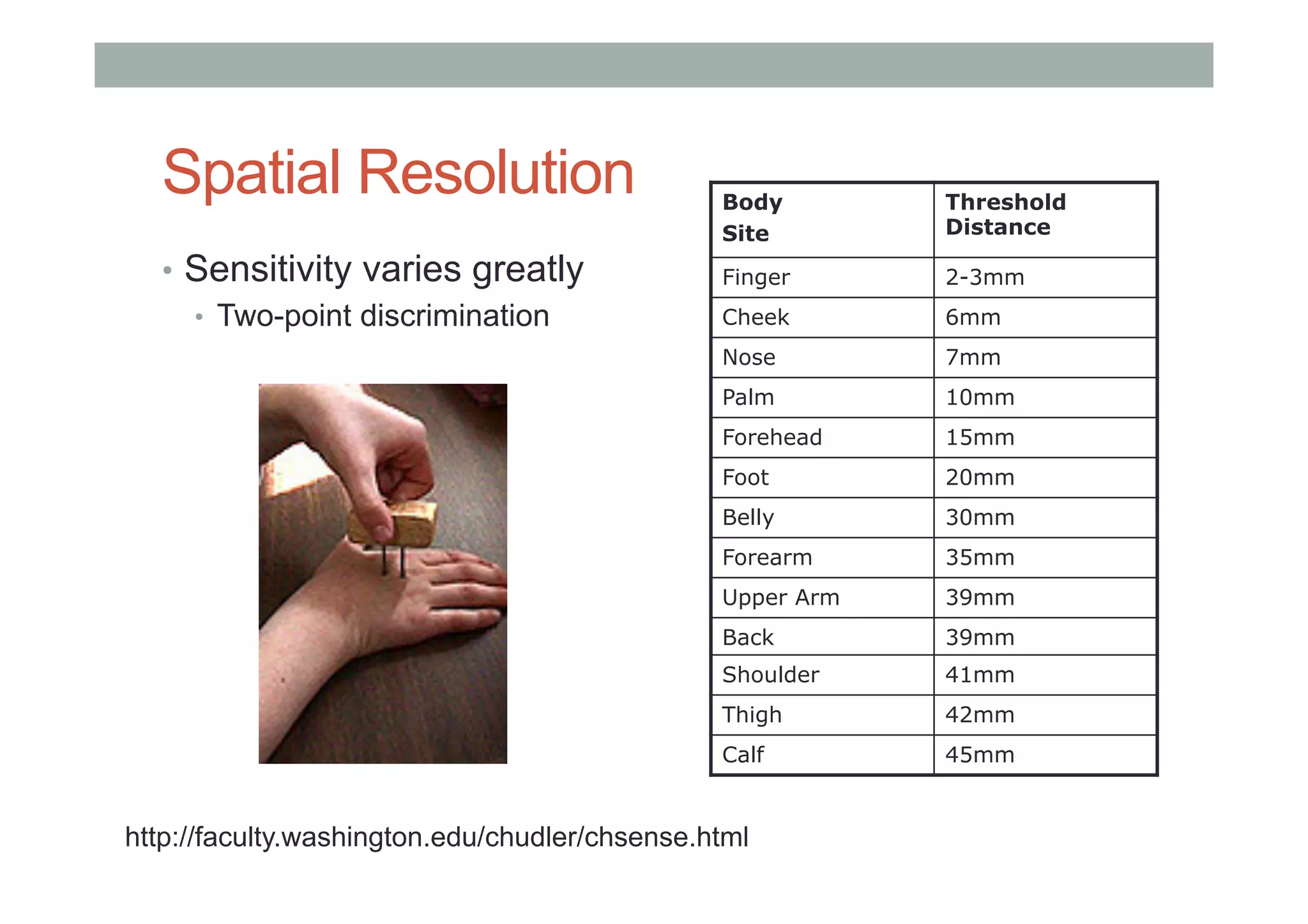 Spatial Resolution
•  Sensitivity varies greatly
•  Two-point discrimination
Body
Site
Threshold
Distance
Finger 2-3mm
Cheek 6mm
Nose 7mm
Palm 10mm
Forehead 15mm
Foot 20mm
Belly 30mm
Forearm 35mm
Upper Arm 39mm
Back 39mm
Shoulder 41mm
Thigh 42mm
Calf 45mm
http://faculty.washington.edu/chudler/chsense.html
 
