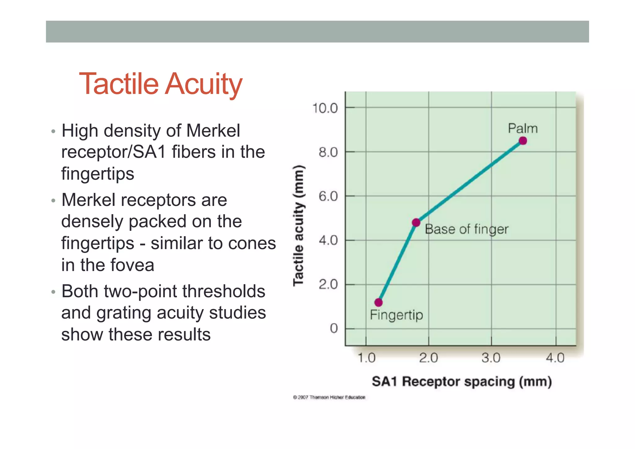 Tactile Acuity
•  High density of Merkel
receptor/SA1 fibers in the
fingertips
•  Merkel receptors are
densely packed on the
fingertips - similar to cones
in the fovea
•  Both two-point thresholds
and grating acuity studies
show these results
 