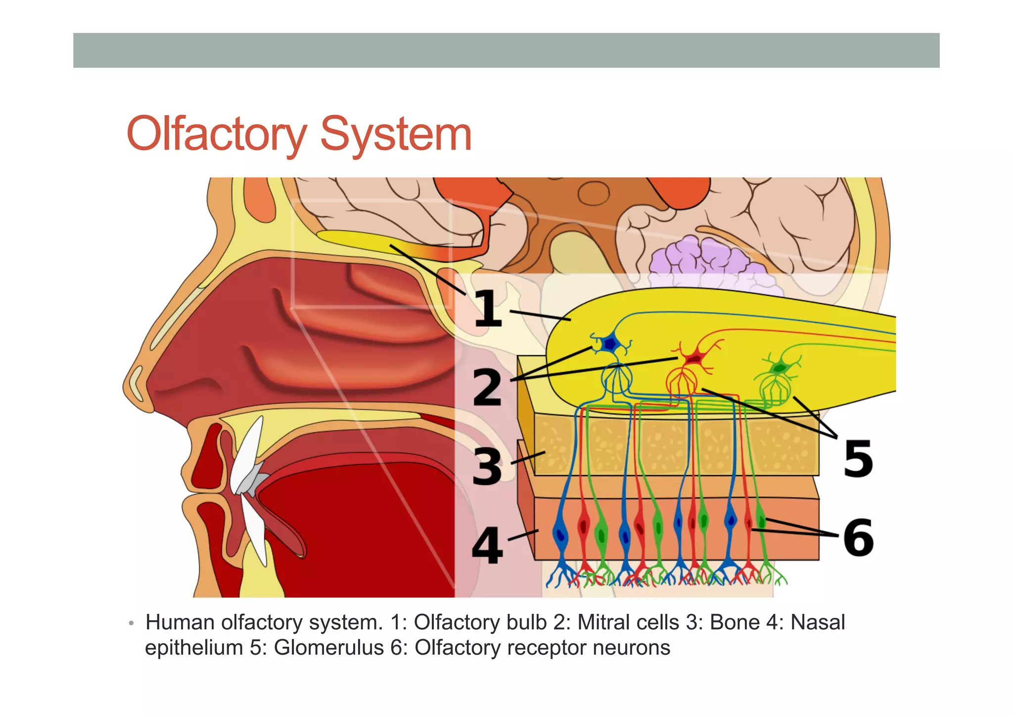 Olfactory System
•  Human olfactory system. 1: Olfactory bulb 2: Mitral cells 3: Bone 4: Nasal
epithelium 5: Glomerulus 6: Olfactory receptor neurons
 