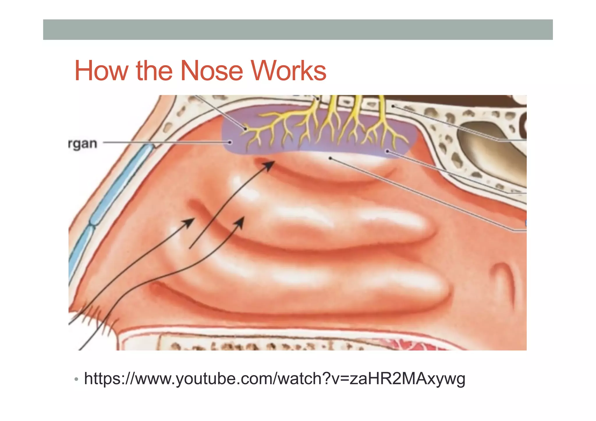 How the Nose Works
•  https://www.youtube.com/watch?v=zaHR2MAxywg
 