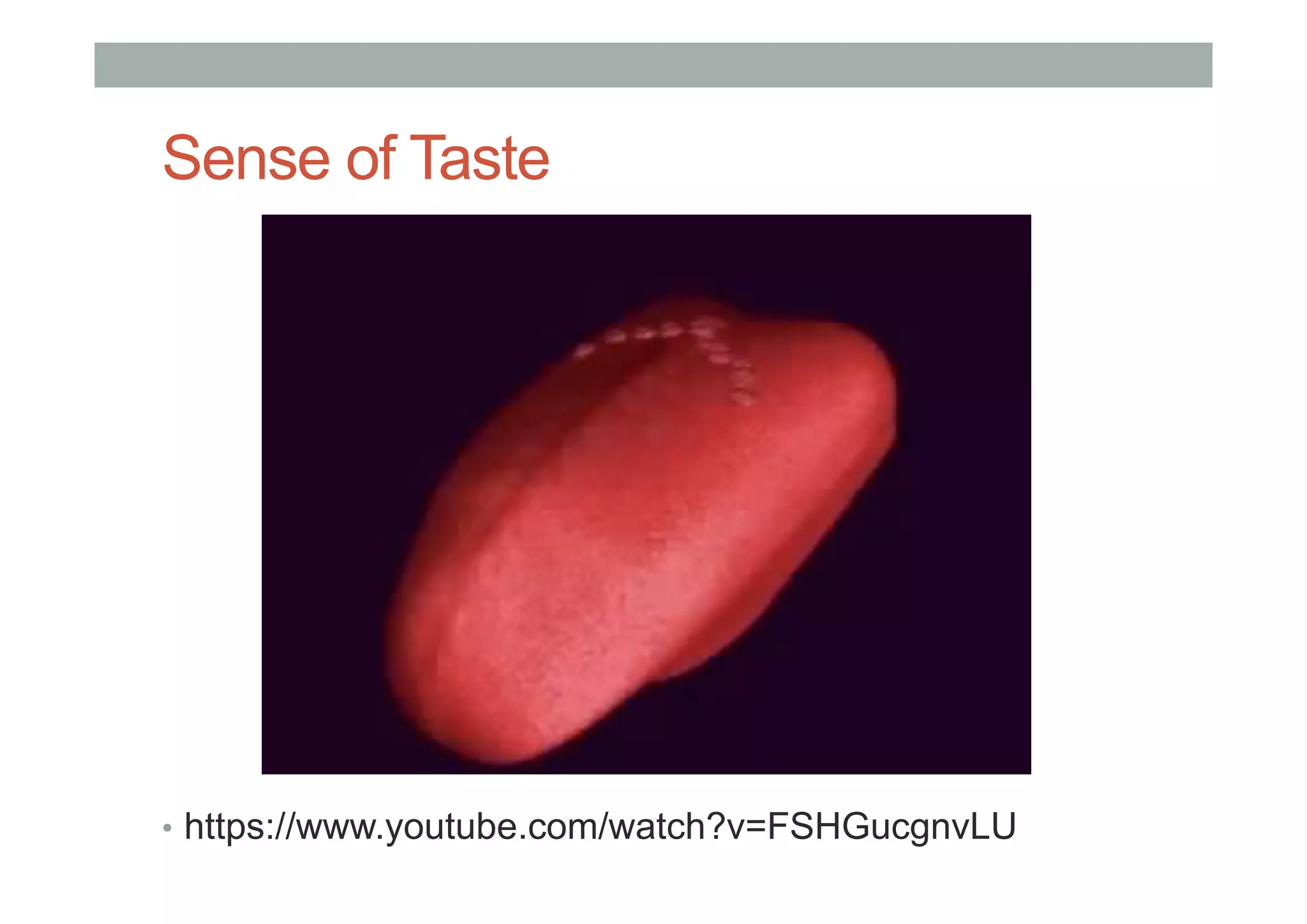 Sense of Taste
•  https://www.youtube.com/watch?v=FSHGucgnvLU
 