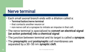 Comprehensive Overview of Neuron Structure, Types, and Functions in ...