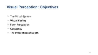 Comprehensive Overview of Visual Perception and Neural Processing | PDF
