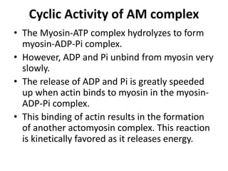 Cyclic Activity of AM complex
• The Myosin-ATP complex hydrolyzes to form
myosin-ADP-Pi complex.
• However, ADP and Pi unbind from myosin very
slowly.
• The release of ADP and Pi is greatly speeded
up when actin binds to myosin in the myosin-
ADP-Pi complex.
• This binding of actin results in the formation
of another actomyosin complex. This reaction
is kinetically favored as it releases energy.
 