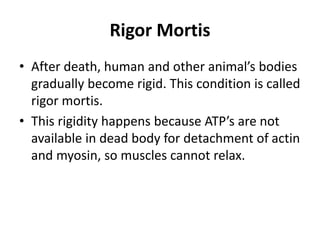Rigor Mortis
• After death, human and other animal’s bodies
gradually become rigid. This condition is called
rigor mortis.
• This rigidity happens because ATP’s are not
available in dead body for detachment of actin
and myosin, so muscles cannot relax.
 