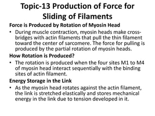 Topic-13 Production of Force for
Sliding of Filaments
Force is Produced by Rotation of Myosin Head
• During muscle contraction, myosin heads make cross-
bridges with actin filaments that pull the thin filament
toward the center of sarcomere. The force for pulling is
produced by the partial rotation of myosin heads.
How Rotation is Produced?
• The rotation is produced when the four sites M1 to M4
of myosin head interact sequentially with the binding
sites of actin filament.
Energy Storage in the Link
• As the myosin head rotates against the actin filament,
the link is stretched elastically and stores mechanical
energy in the link due to tension developed in it.
 