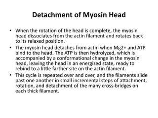 Detachment of Myosin Head
• When the rotation of the head is complete, the myosin
head dissociates from the actin filament and rotates back
to its relaxed position.
• The myosin head detaches from actin when Mg2+ and ATP
bind to the head. The ATP is then hydrolyzed, which is
accompanied by a conformational change in the myosin
head, leaving the head in an energized state, ready to
rebind to a little farther site on the actin filament.
• This cycle is repeated over and over, and the filaments slide
past one another in small incremental steps of attachment,
rotation, and detachment of the many cross-bridges on
each thick filament.
 