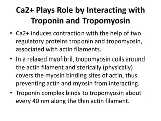 Ca2+ Plays Role by Interacting with
Troponin and Tropomyosin
• Ca2+ induces contraction with the help of two
regulatory proteins troponin and tropomyosin,
associated with actin filaments.
• In a relaxed myofibril, tropomyosin coils around
the actin filament and sterically (physically)
covers the myosin binding sites of actin, thus
preventing actin and myosin from interacting.
• Troponin complex binds to tropomyosin about
every 40 nm along the thin actin filament.
 