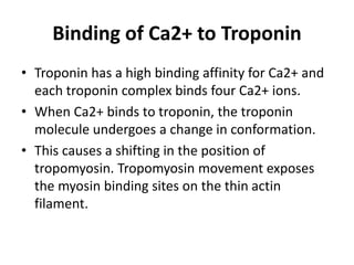 Binding of Ca2+ to Troponin
• Troponin has a high binding affinity for Ca2+ and
each troponin complex binds four Ca2+ ions.
• When Ca2+ binds to troponin, the troponin
molecule undergoes a change in conformation.
• This causes a shifting in the position of
tropomyosin. Tropomyosin movement exposes
the myosin binding sites on the thin actin
filament.
 