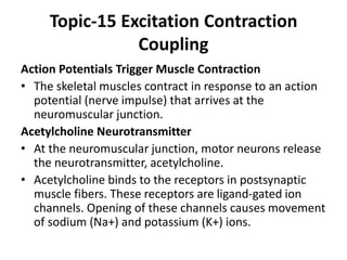 Topic-15 Excitation Contraction
Coupling
Action Potentials Trigger Muscle Contraction
• The skeletal muscles contract in response to an action
potential (nerve impulse) that arrives at the
neuromuscular junction.
Acetylcholine Neurotransmitter
• At the neuromuscular junction, motor neurons release
the neurotransmitter, acetylcholine.
• Acetylcholine binds to the receptors in postsynaptic
muscle fibers. These receptors are ligand-gated ion
channels. Opening of these channels causes movement
of sodium (Na+) and potassium (K+) ions.
 