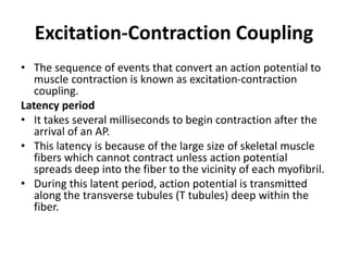 Excitation-Contraction Coupling
• The sequence of events that convert an action potential to
muscle contraction is known as excitation-contraction
coupling.
Latency period
• It takes several milliseconds to begin contraction after the
arrival of an AP.
• This latency is because of the large size of skeletal muscle
fibers which cannot contract unless action potential
spreads deep into the fiber to the vicinity of each myofibril.
• During this latent period, action potential is transmitted
along the transverse tubules (T tubules) deep within the
fiber.
 