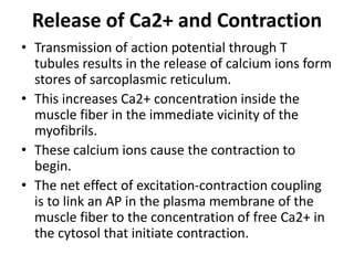 Release of Ca2+ and Contraction
• Transmission of action potential through T
tubules results in the release of calcium ions form
stores of sarcoplasmic reticulum.
• This increases Ca2+ concentration inside the
muscle fiber in the immediate vicinity of the
myofibrils.
• These calcium ions cause the contraction to
begin.
• The net effect of excitation-contraction coupling
is to link an AP in the plasma membrane of the
muscle fiber to the concentration of free Ca2+ in
the cytosol that initiate contraction.
 