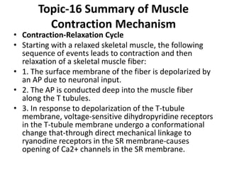 Topic-16 Summary of Muscle
Contraction Mechanism
• Contraction-Relaxation Cycle
• Starting with a relaxed skeletal muscle, the following
sequence of events leads to contraction and then
relaxation of a skeletal muscle fiber:
• 1. The surface membrane of the fiber is depolarized by
an AP due to neuronal input.
• 2. The AP is conducted deep into the muscle fiber
along the T tubules.
• 3. In response to depolarization of the T-tubule
membrane, voltage-sensitive dihydropyridine receptors
in the T-tubule membrane undergo a conformational
change that-through direct mechanical linkage to
ryanodine receptors in the SR membrane-causes
opening of Ca2+ channels in the SR membrane.
 