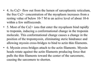 • 4. As Ca2+ flow out from the lumen of sarcoplasmic reticulum,
the free Ca2+ concentration of the myoplasm increases from a
resting value of below 10-7 M to an active level of about 10-6
within a few milliseconds.
• 5. Most of the Ca2+ ions that enter the myoplasm bind rapidly
to troponin, inducing a conformational change in the troponin
molecule. This conformational change causes a change in the
position of the tropomyosin, eliminating steric hindrance and
allowing myosin cross-bridges to bind to actin thin filaments.
• 6. Myosin cross-bridges attach to the actin filaments. Myosin
heads rotate against the actin filaments producing force that
pulls the thin filaments toward the center of the sarcomere,
causing the sarcomere to shorten.
 