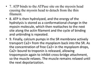 • 7. ATP binds to the ATPase site on the myosin head
causing the myosin head to detach from the thin
filament.
• 8. ATP is then hydrolyzed, and the energy of the
hydrolysis is stored as a conformational change in the
myosin molecule, which then reattaches to the next
site along the actin filament and the cycle of binding
and unbinding is repeated.
• 9. Finally, calcium pumps in the SR membrane actively
transport Ca2+ from the myoplasm back into the SR. As
the concentration of free Ca2+ in the myoplasm drops,
Ca2+ bound to troponin is released, allowing
tropomyosin again to inhibit cross-bridge attachment,
so the muscle relaxes. The muscle remains relaxed until
the next depolarization.
 
