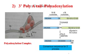 2) 3’ Poly A tail- Polyadenylation
Polyadenylation Complex
10
Consensus sequence for 3’
process
 