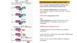 Polyadenylation of mRNA at the 3’ end
CPSF: cleavage and polyadenylation specificity factor
binds upstream AAUAAApoly(A) Signal 5’end.
CStF: cleavage stimulatory factor F interacts with a
downstream GU- sequence & bound with CPSF forming a
loop in RNA
CFI & CFII: cleavage factor I & II.
PAP:
poly(A) polymerase stimulates cleavage at poly A site
Bound PAP adds ≈12Aresidues at a slow rate to 3’-
OH group
PABPII: poly(A)-binding protein II.
PABPII (short poly A tail) accelerates rate of addition
ofAby PAP
After 200–250 A residues have been added, PABPII signals
PAPto stop polymerization
Poly (A) tail controls mRNA stability & influences
translation
 