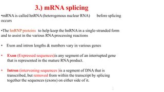 1
3
•mRNA is called hnRNA (heterogenous nuclear RNA) before splicing
occurs
•The hnRNP proteins to help keep the hnRNAin a single-stranded form
and to assist in the various RNAprocessing reactions
• Exon and intron lengths & numbers vary in various genes
• Exon (Expressed sequences)is any segment of an interrupted gene
that is represented in the mature RNAproduct.
• Intron (intervening sequences )is a segment of DNA that is
transcribed, but removed from within the transcript by splicing
together the sequences (exons) on either side of it.
3.) mRNA splicing
 