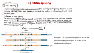 3.) mRNA splicing
Example: The sequence of steps in the production
of mature eukaryotic mRNA as shown for the
chicken ovalbumin gene.
 