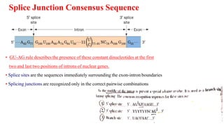 Splice Junction Consensus Sequence
• GU-AG rule describes the presence of these constant dinucleotides at the first
two and last two positions of introns of nuclear genes.
• Splice sites are the sequences immediately surrounding the exon-intron boundaries
• Splicing junctions are recognized only in the correct pairwise combinations
1
5
 