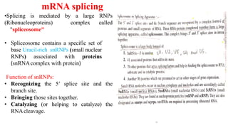 16
•Splicing is mediated by a large RNPs
(Ribonucleoproteins) complex called
"spliceosome"
• Spliceosome contains a specific set of
base Uracil-rich snRNPs (small nuclear
RNPs) associated with proteins
(snRNAcomplex with protein)
Function of snRNPs:
• Recognizing the 5’ splice site and the
branch site.
• Bringing those sites together.
• Catalyzing (or helping to catalyze) the
RNAcleavage.
mRNA splicing
 