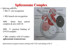 Spliceosome Complex
• Splicing snRNPs:
• U1: 5'- site recognition
• U2: branch site recognition
•U4: forms base paired
complex & acts with U6
•U5: 3'- junction binding of
U4-U6 complex
• U6: complex with U4 makes
spliceosome transesterase
spliceosomes recognize introns starting with 5'-GU and ending inAG-3’
17
 