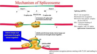 U1
3′
5′
5′ splice site 3′ splice site
Branch site
A
GU
Exon 1 Exon 2
U1 binds to 5′ splice site.
U2 binds to branch site.
AG
3′
5′
U4/U6 and U5 trimer binds. Intron loops out
and exons are brought closer together.
U1 snRNP
A
U2 snRNP
3′
5′
A
U4/U6 snRNP
U5 snRNP
U2
Intron loops out
and exons brought
closer together
18
Mechanism of Spliceosome
Splicing snRNPs:
U1: 5'- site recognition
U2: branch site recognition
U4: forms base paired complex
& acts with U6
U5: 3'-junction binding of
U4-U6 complex
U6: complex with U4 makes
spliceosome transesterase
spliceosomes recognize introns starting with 5'-GU and ending in
AG-3’
 