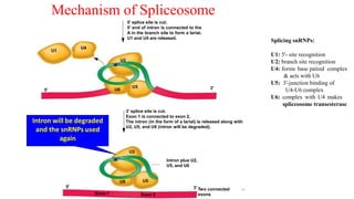 U1
U4
5′
3′
5′
5′ splice site is cut.
5′ end of intron is connected to the
A in the branch site to form a lariat.
U1 and U4 are released.
3′ splice site is cut.
Exon 1 is connected to exon 2.
The intron (in the form of a lariat) is released along with
U2, U5, and U6 (intron will be degraded).
A
U5
U6
U5
U6
U2
A
Intron plus U2,
U5, and U6
3′ Two connected
exons
Exon 1 Exon 2
U2
Intron will be degraded
and the snRNPs used
again
Mechanism of Spliceosome
14
Splicing snRNPs:
U1: 5'- site recognition
U2: branch site recognition
U4: forms base paired complex
& acts with U6
U5: 3'-junction binding of
U4-U6 complex
U6: complex with U4 makes
spliceosome transesterase
 