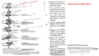 Steps involved in RNA splicing
 