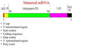 • 5’cap
• 5’untranslated region
• Start codon
• Coding sequence
• Stop codon
• 3‘ untranslated region
• PolyAtail
21
Matured mRNA
 