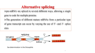 pre-mRNA are spliced in several different ways, allowing a single
gene to code for multiple proteins
The generation of different mature mRNAs from a particular type
of gene transcript can occur by varying the use of 5’- and 3’- splice
sites
Alternative splicing
Sex determination in the Drosophila
22
 