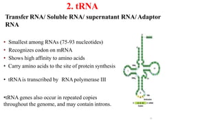 2. tRNA
Transfer RNA/ Soluble RNA/ supernatant RNA/Adaptor
RNA
• Smallest among RNAs (75-93 nucleotides)
• Recognizes codon on mRNA
• Shows high affinity to amino acids
• Carry amino acids to the site of protein synthesis
• tRNAis transcribed by RNApolymerase III
•tRNA genes also occur in repeated copies
throughout the genome, and may contain introns.
23
 