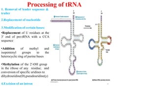 1. Removal of leader sequence &
trailer
2.Replacement of nucleotide
3.Modification of certain bases:
•Replacement of U residues at the
3′ end of pre-tRNA with a CCA
sequence
•Addition of methyl and
isopentenyl groups to the
heterocyclic ring of purine bases
•Methylation of the 2′-OH group
in the ribose of any residue; and
conversion of specific uridines to
dihydrouridine(D),pseudouridine(y)
4.Excision of an intron
Processing of tRNA
20
 