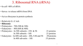 26
• In cell >80% of rRNA
• Serves to release mRNA from DNA
• Act as ribozymes in protein synthesis
• Relatively G:::C rich
• Ribosome
• Prokaryotes – 70S (50S & 30S)
• Eukaryotes – 80S (60S & 40S)
• Prokaryotes – In 50S subunits - 23S & 5S
In 30S subunits - 16S
• Eukaryotes – In 60S sub-units – 28S, 5.8S and 5S
In 40S sub-units – 18S
:31 proteins
:21 proteins
:50 proteins
:33 proteins
3. Ribosomal RNA (rRNA)
 