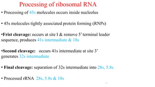 27
Processing of ribosomal RNA
• Processing of 45s molecules occurs inside nucleolus
• 45s molecules tightly associated protein forming (RNPs)
•Frist cleavage: occurs at site I & remove 5’terminal leader
sequence, produces 41s intermediate & 18s
•Second cleavage: occurs 41s intermediate at site 3’
generates 32s intermediate
• Final cleavage: separation of 32s intermediate into 28s, 5.8s
• Processed rRNA 28s, 5.8s & 18s
 