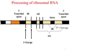 2nd
24
Cleavage
Processing of ribosomal RNA
 