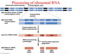 Processing of ribosomal RNA
29
 