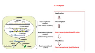 •Replication
•Transcription
•Post transcriptional modification
•Translation
•Post translational Modifications
In Eukaryotes
 