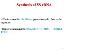 Synthesis of 5S rRNA
•rDNAcistron for 5S rRNAis present outside Nucleolar
organizer
•Transcription requires RNApol III + TFIIIA, TFIIIB &
TFIIIC
30
 