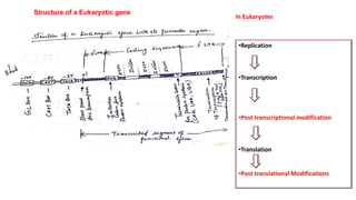 Structure of a Eukaryotic gene
•Replication
•Transcription
•Post transcriptional modification
•Translation
•Post translational Modifications
In Eukaryotes
 
