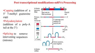 •Capping (addition of a
5’ 7-methyl guanosine
cap)
•Splicing
intervening
(introns)
to remove
sequences
•Polyadenylation
(addition of a poly-A
tail at the 3’)
Post transcriptional modifications-mRNA Processing
7
 