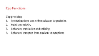 Cap Functions
Cap provides:
1. Protection from some ribonucleases degradation
2. Stabilizes mRNA
3. Enhanced translation and splicing
4. Enhanced transport from nucleus to cytoplasm
 