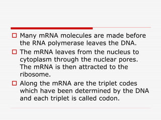 Lecture 3 protein synthesis | PPTX