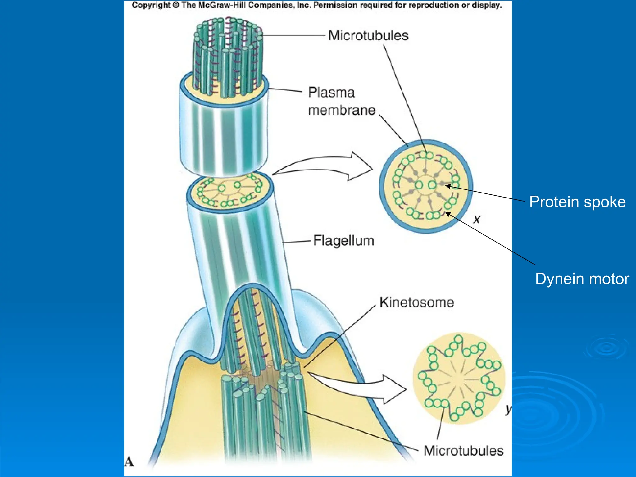 Figure 11.09a
Figure 11.09a
Protein spoke
Dynein motor
 