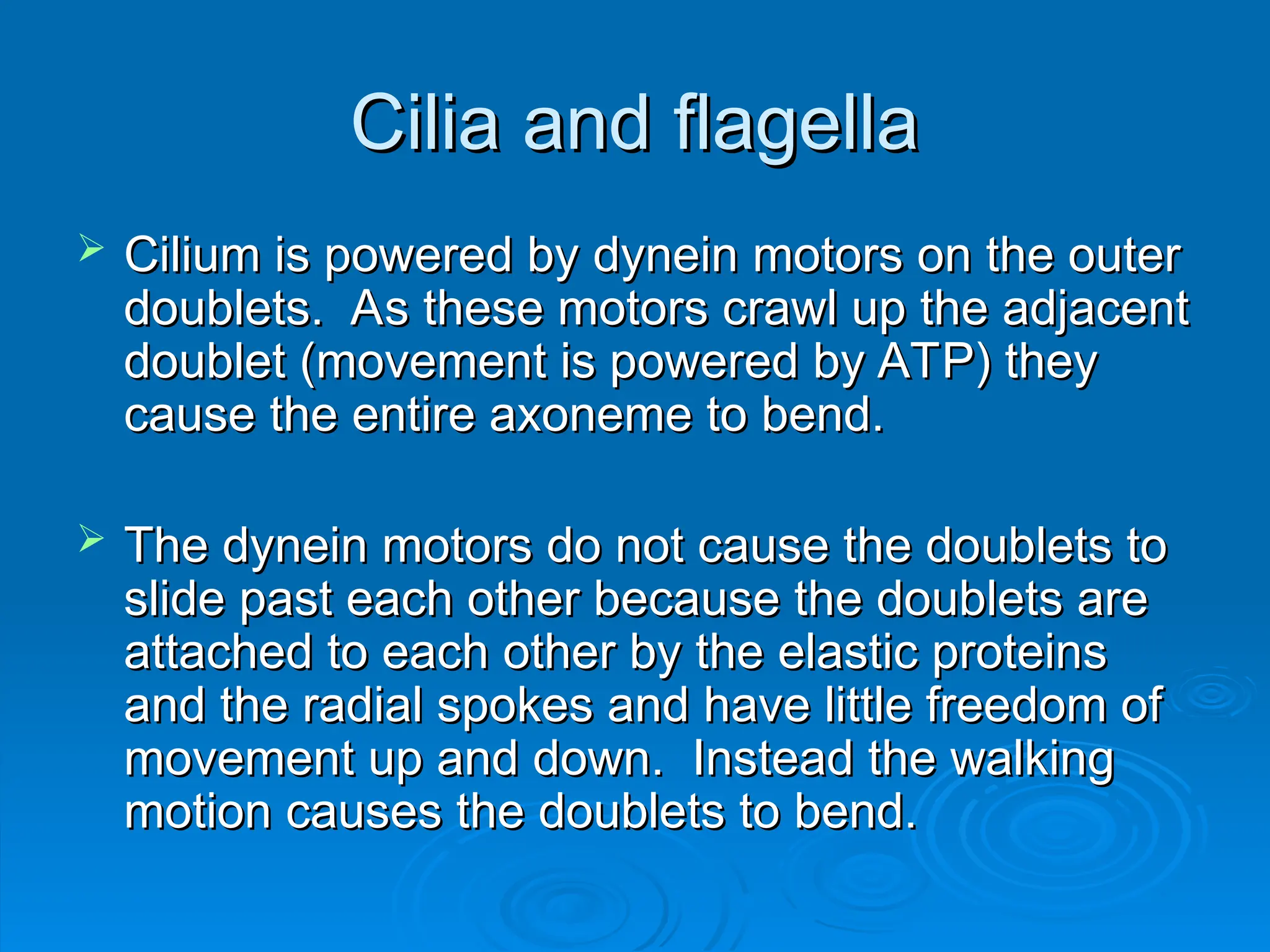 Cilia and flagella
Cilia and flagella
 Cilium is powered by dynein motors on the outer
Cilium is powered by dynein motors on the outer
doublets. As these motors crawl up the adjacent
doublets. As these motors crawl up the adjacent
doublet (movement is powered by ATP) they
doublet (movement is powered by ATP) they
cause the entire axoneme to bend.
cause the entire axoneme to bend.
 The dynein motors do not cause the doublets to
The dynein motors do not cause the doublets to
slide past each other because the doublets are
slide past each other because the doublets are
attached to each other by the elastic proteins
attached to each other by the elastic proteins
and the radial spokes and have little freedom of
and the radial spokes and have little freedom of
movement up and down. Instead the walking
movement up and down. Instead the walking
motion causes the doublets to bend.
motion causes the doublets to bend.
 