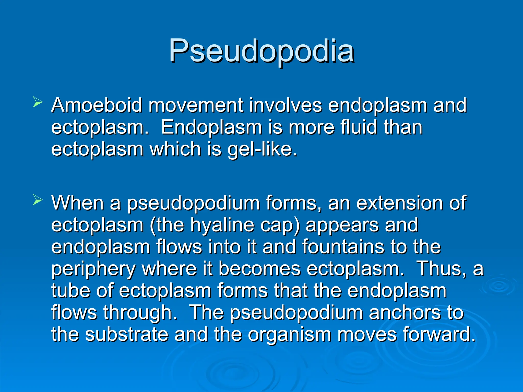 Pseudopodia
Pseudopodia
 Amoeboid movement involves endoplasm and
Amoeboid movement involves endoplasm and
ectoplasm. Endoplasm is more fluid than
ectoplasm. Endoplasm is more fluid than
ectoplasm which is gel-like.
ectoplasm which is gel-like.
 When a pseudopodium forms, an extension of
When a pseudopodium forms, an extension of
ectoplasm (the hyaline cap) appears and
ectoplasm (the hyaline cap) appears and
endoplasm flows into it and fountains to the
endoplasm flows into it and fountains to the
periphery where it becomes ectoplasm. Thus, a
periphery where it becomes ectoplasm. Thus, a
tube of ectoplasm forms that the endoplasm
tube of ectoplasm forms that the endoplasm
flows through. The pseudopodium anchors to
flows through. The pseudopodium anchors to
the substrate and the organism moves forward.
the substrate and the organism moves forward.
 
