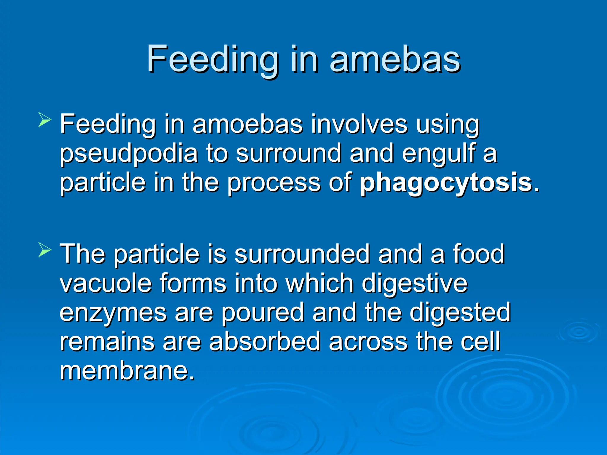 Feeding in amebas
Feeding in amebas
 Feeding in amoebas involves using
Feeding in amoebas involves using
pseudpodia to surround and engulf a
pseudpodia to surround and engulf a
particle in the process of
particle in the process of phagocytosis
phagocytosis.
.
 The particle is surrounded and a food
The particle is surrounded and a food
vacuole forms into which digestive
vacuole forms into which digestive
enzymes are poured and the digested
enzymes are poured and the digested
remains are absorbed across the cell
remains are absorbed across the cell
membrane.
membrane.
 