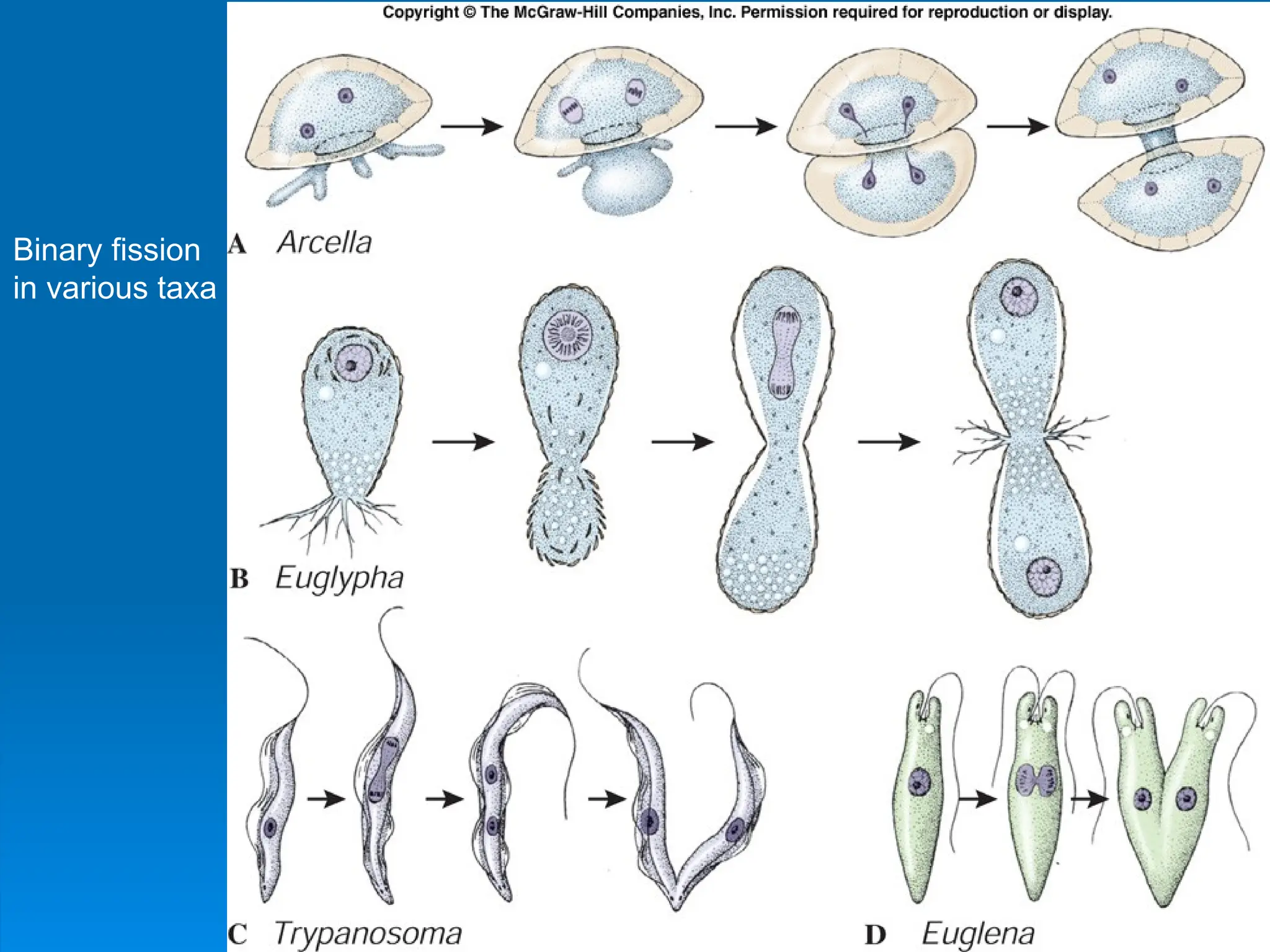 Binary fission
in various taxa
 