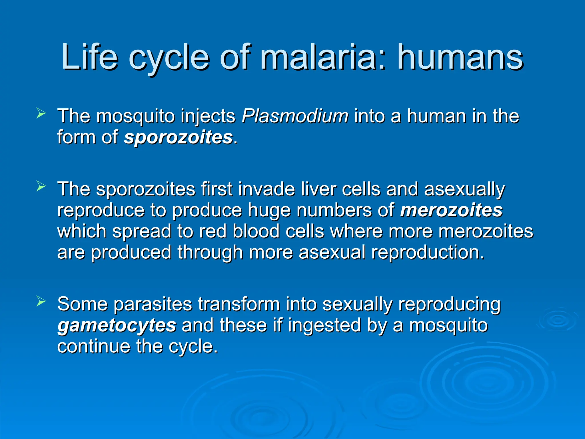 Life cycle of malaria: humans
Life cycle of malaria: humans
 The mosquito injects
The mosquito injects Plasmodium
Plasmodium into a human in the
into a human in the
form of
form of sporozoites
sporozoites.
.
 The sporozoites first invade liver cells and asexually
The sporozoites first invade liver cells and asexually
reproduce to produce huge numbers of
reproduce to produce huge numbers of merozoites
merozoites
which spread to red blood cells where more merozoites
which spread to red blood cells where more merozoites
are produced through more asexual reproduction.
are produced through more asexual reproduction.
 Some parasites transform into sexually reproducing
Some parasites transform into sexually reproducing
gametocytes
gametocytes and these if ingested by a mosquito
and these if ingested by a mosquito
continue the cycle.
continue the cycle.
 